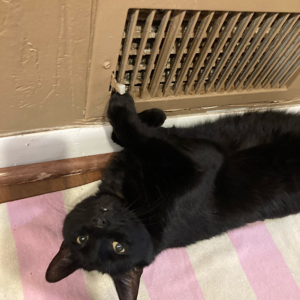 Funny Cat Photos! - Picture 4 of 15